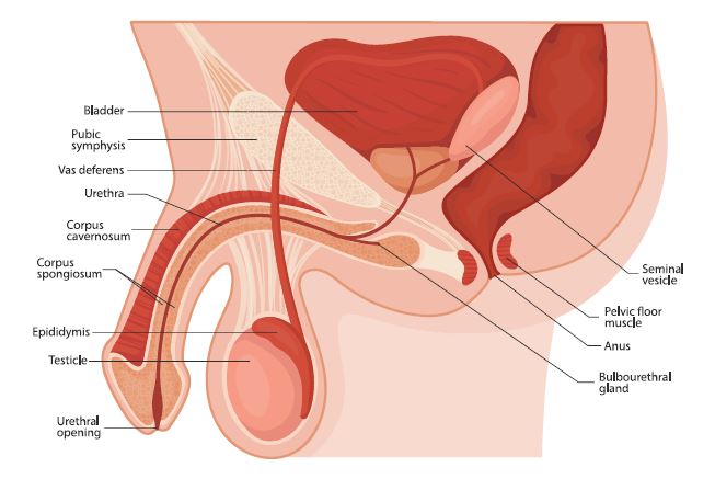 Male reproductive system illustration.