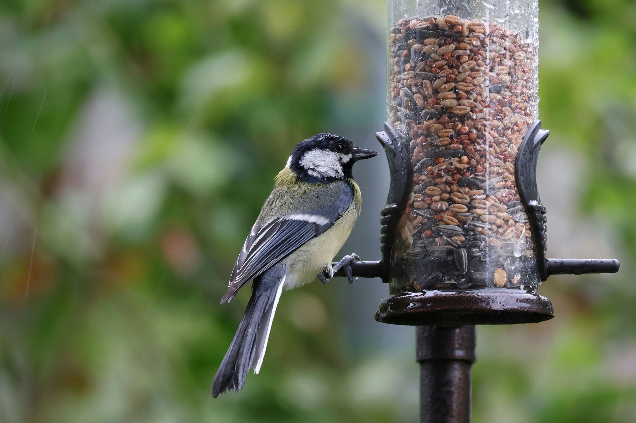 Bird perched on a bird feeder.