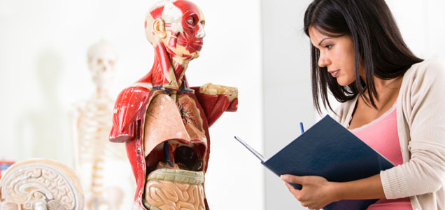 Student studying human anatomy.