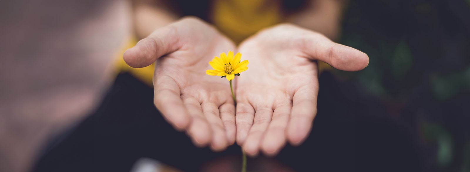 Cupped hands holding a yellow flower.